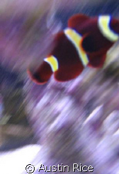 My Gold Striped Maroon clownfish in my 60 gallon aquarium... by Austin Rice 